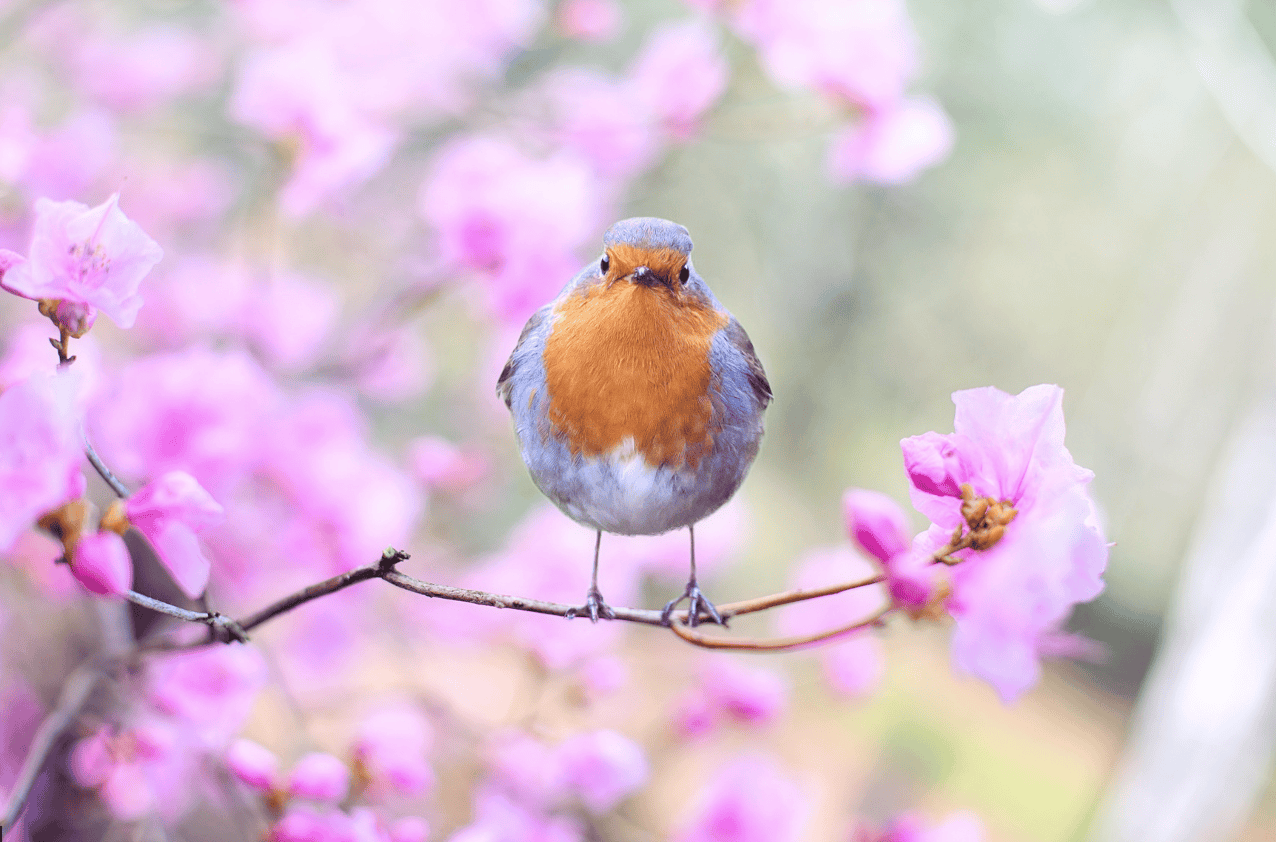 Mental Health in Recovery bird on a flower branch